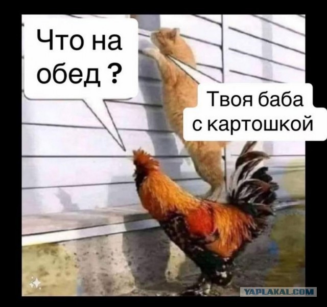 Нуштош 17.10.2024