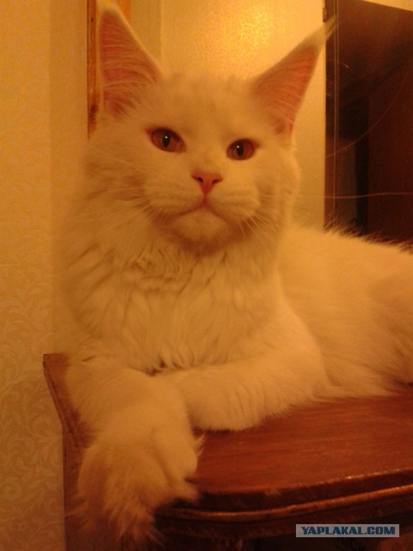 Немного о  Мейн Куне.