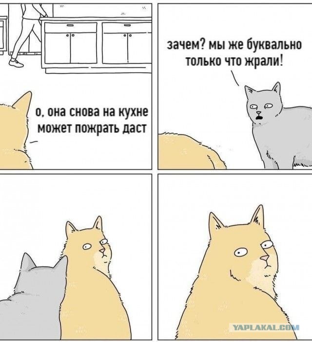 Веселые картинки в пятницу (03.07)