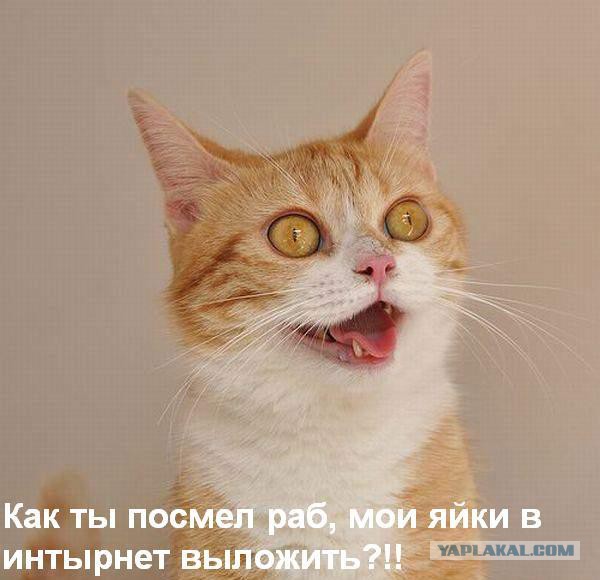 Охотничий кот!