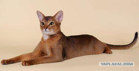 Уже не Наглая Рыжая Морда