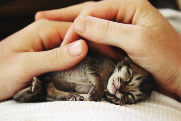 Про котенка. Грустная история.