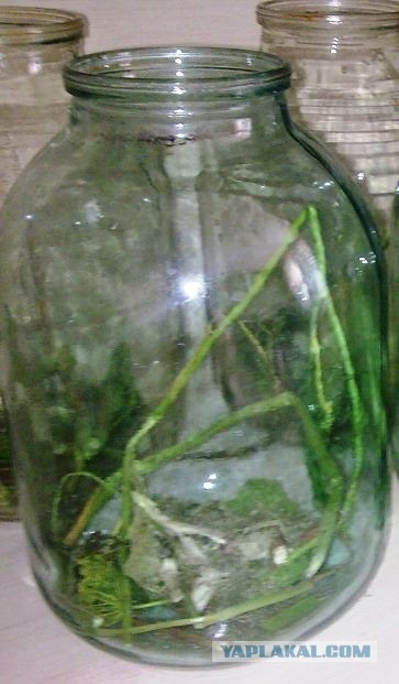 Классификация девушек