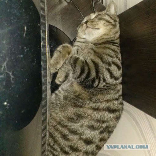 Котовторник 22.07.14