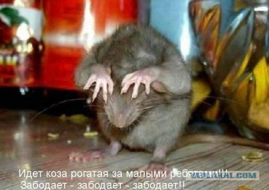 Казачья национальная гвардия добивает Дебальцевски