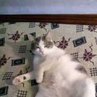 Котовторник на вторник, Котовторник
