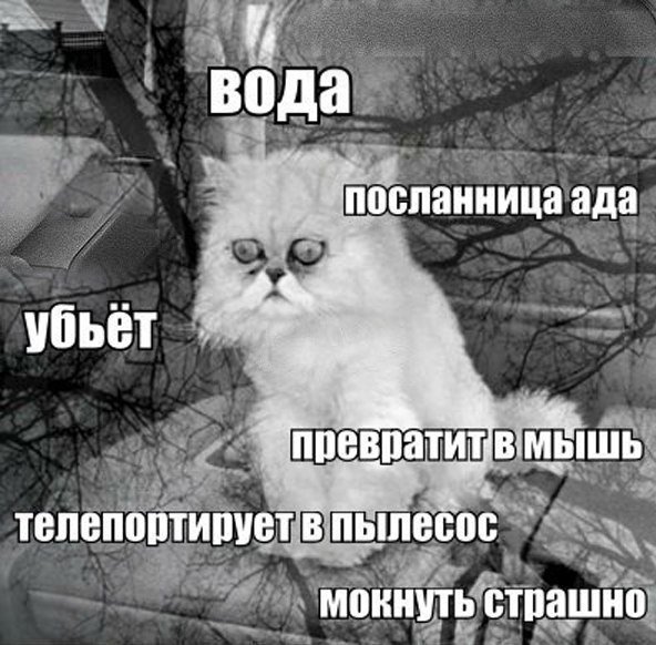 Минутка шизофрении