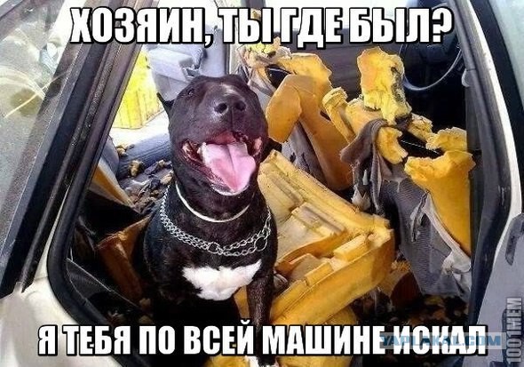 Дерьмовая охрана