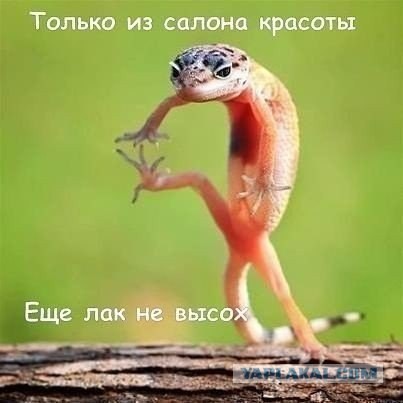 Забавные картинки из Сети