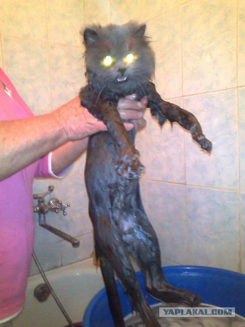 Что делать с котом
