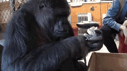 Большая и нежная горилла