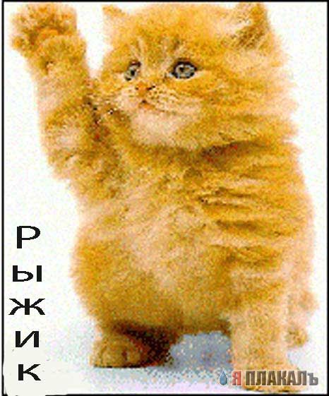 Коты, кошки, котята