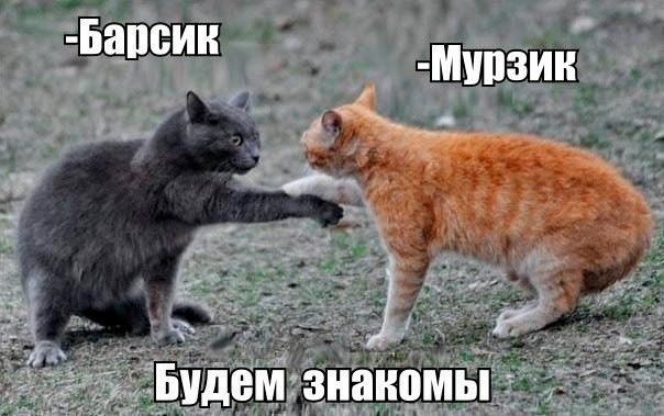 Смешные картинки с надписями 04.04.2016