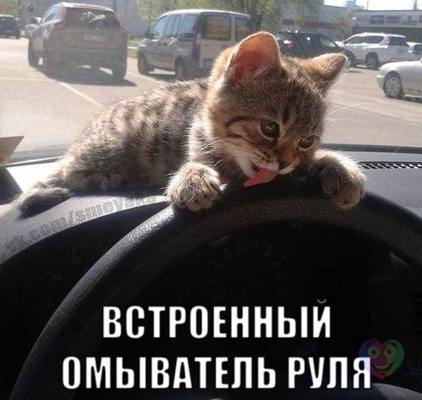 Мохнатые беспредельщики