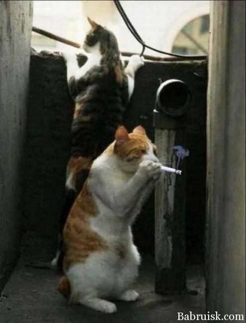 Озверевшие люди