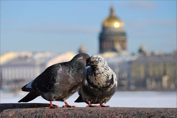 Божьи твари