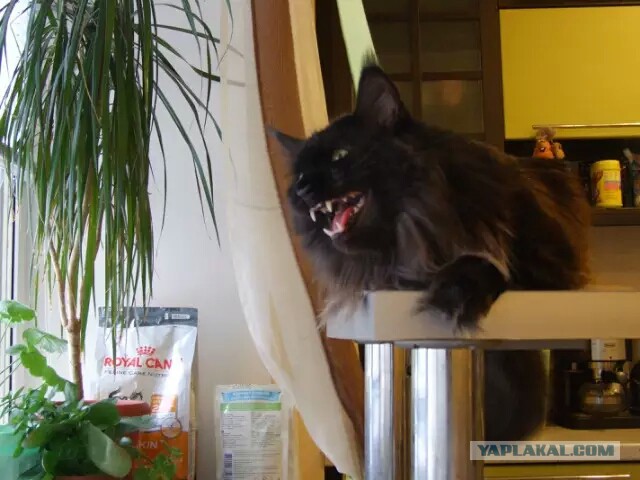 Мой зевающий кот