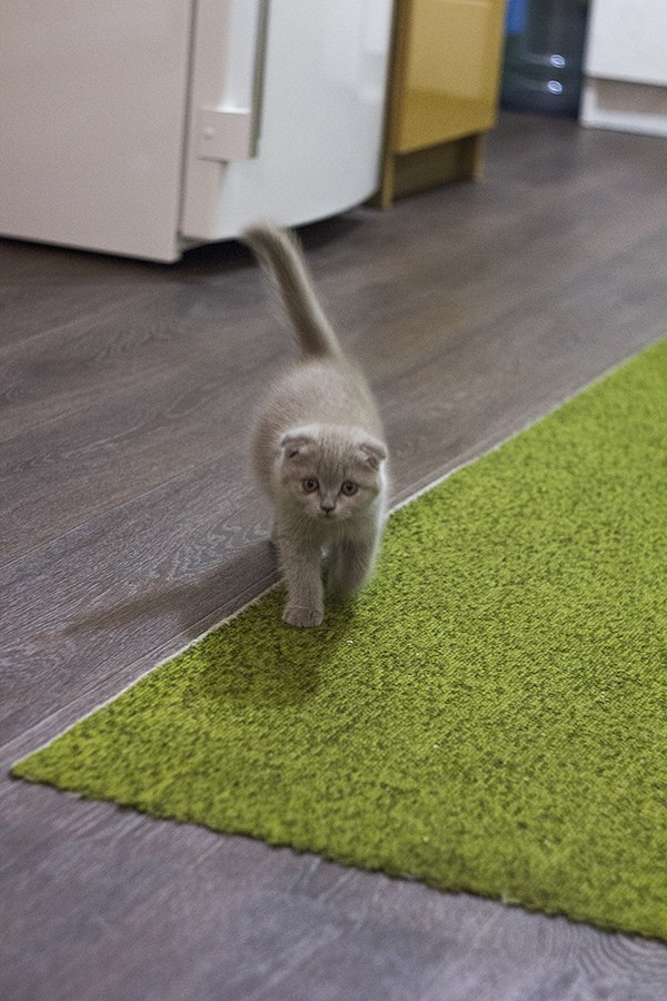 Коты из сети