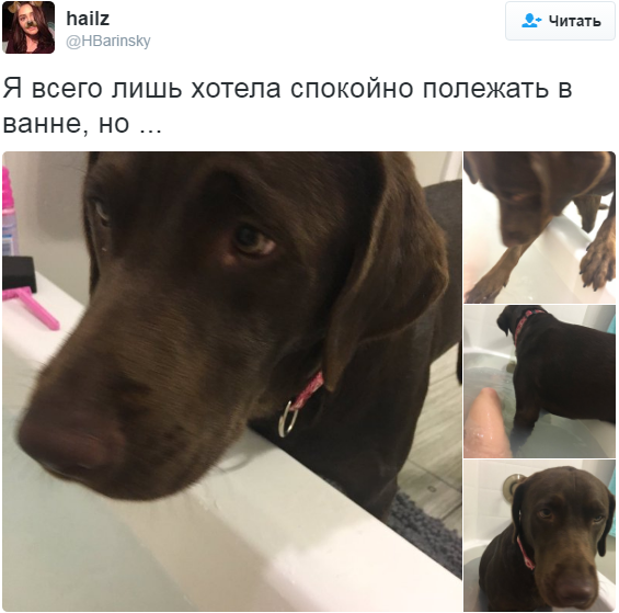 Лучшие твиты про собак за 2016 год