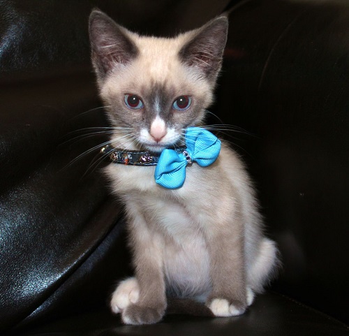 Коты из сети