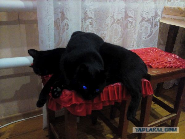 Если бы у ЯПа был сайт-антипод...
