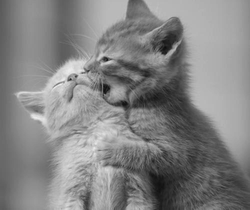 Коты и Кошки