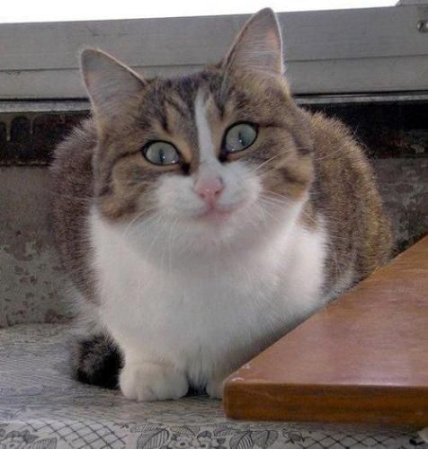 Коты и Кошки