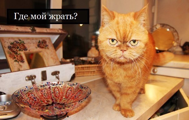 Котовторник 8.08.2017