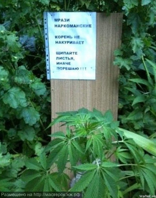 Перлы