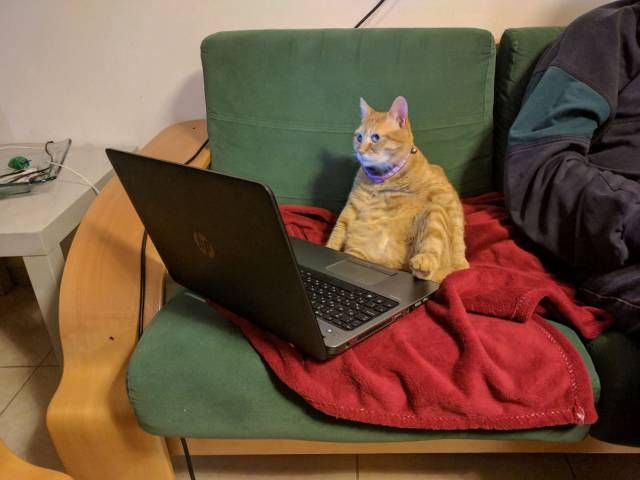 Прикольных котов пост