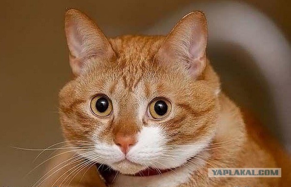 Прикольных котов пост