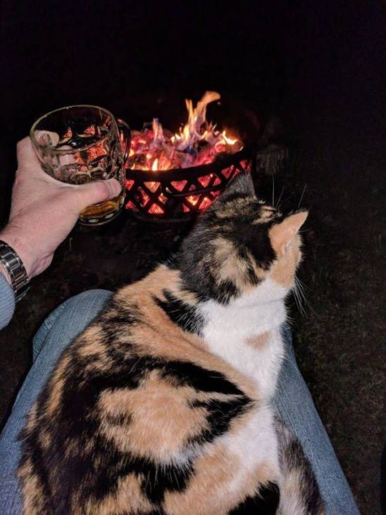 Неадекватные коты