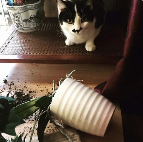 Прикольных котов пост
