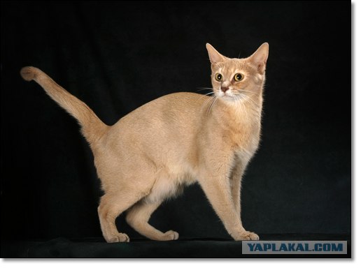 Котовторник (24.03)