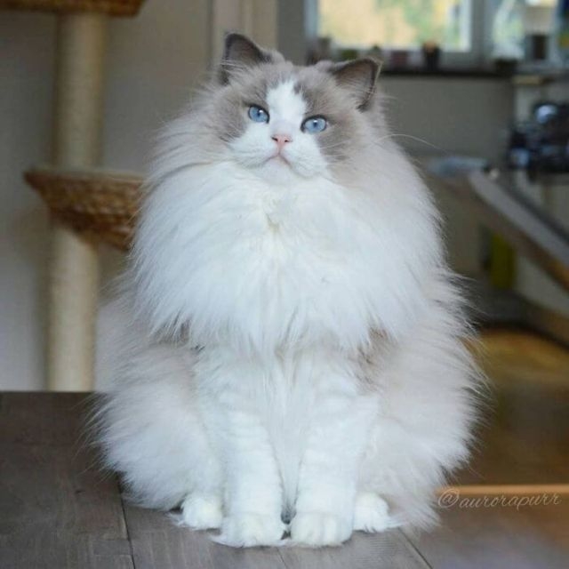 Прикольных котов пост