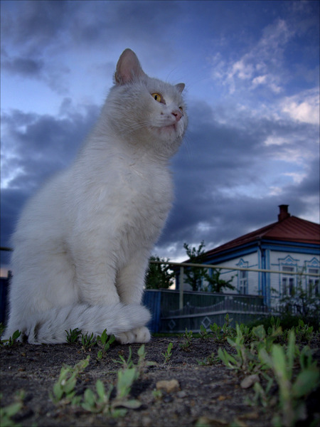 Десантный котовторник
