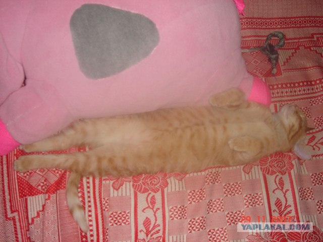 Котовторник: Кошки и ягнёнок