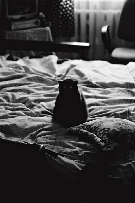 Сонный Котовторник