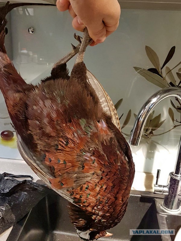 Плов с курицей