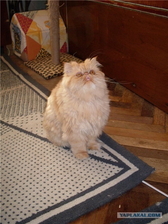 Первый котовторник октября