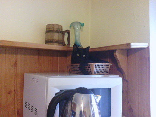 Котовторник 27.12.11