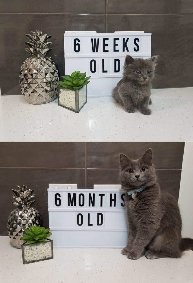 Прикольных котов пост