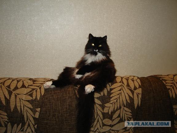 Котовторник (10.01.2012)