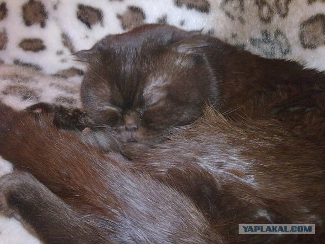 Котовторник (24. 01. 2012 )