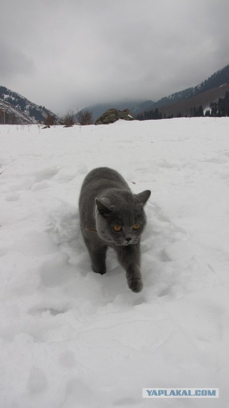 Котовторник (14.02.2012)