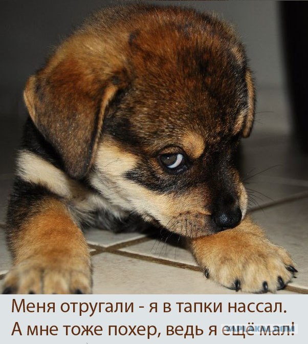 Собачий похер - фейс