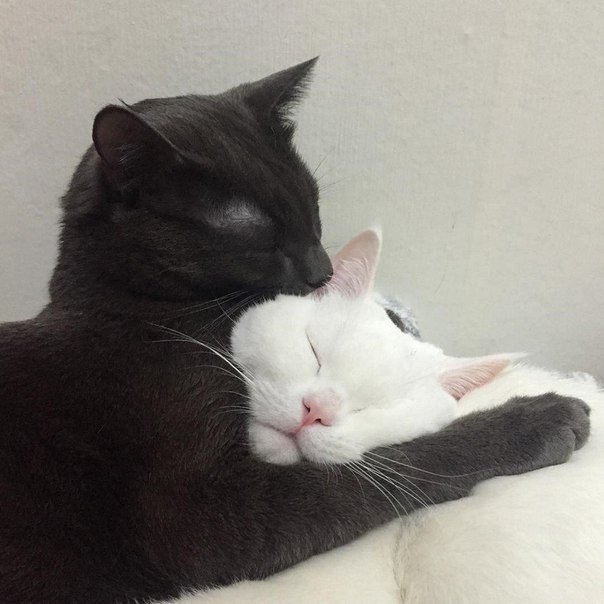 Немного милоты