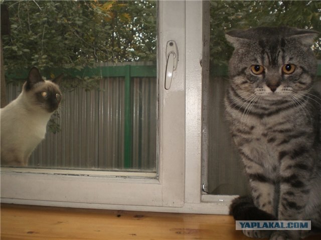 Котовторник 22.05.2012