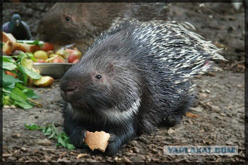 Очень острый опыт бульдожки