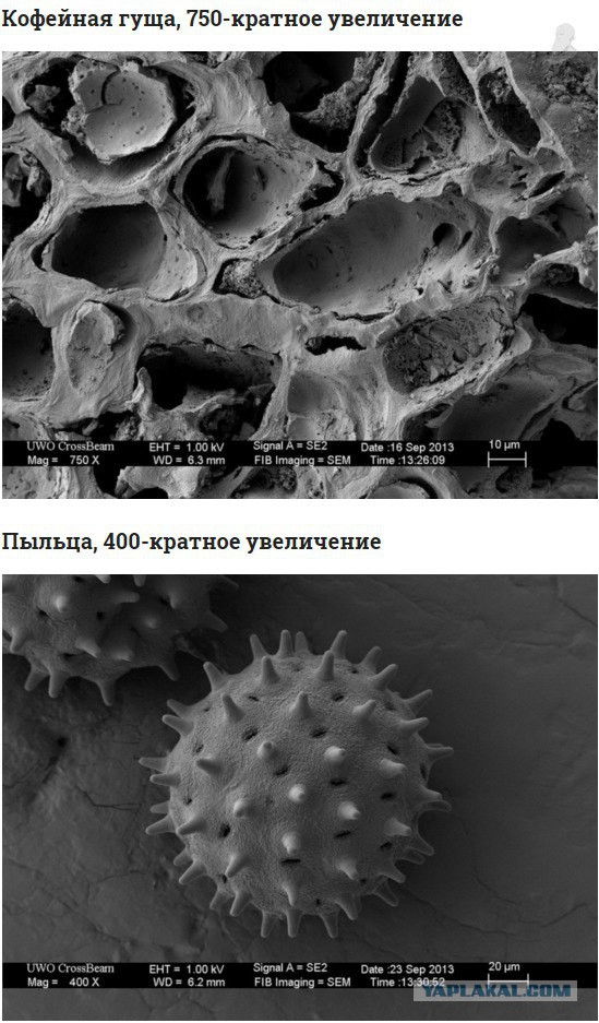 Фотографии предметов под микроскопом, о которых вы слышали, но никогда не видели так близко